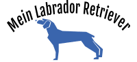 Mein Labrador Retriever