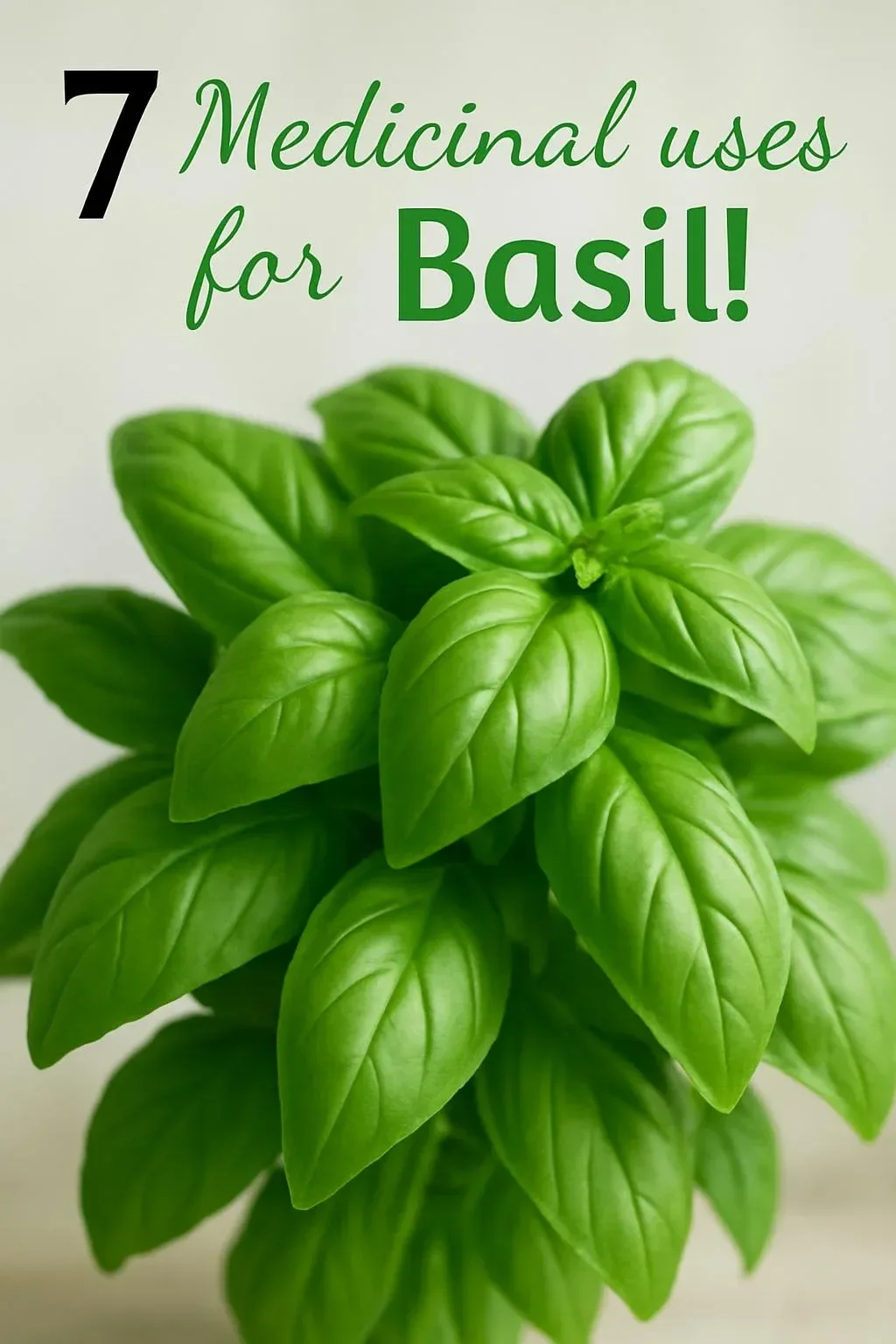 Medicinal basil leaves showcasing their health benefits and uses.